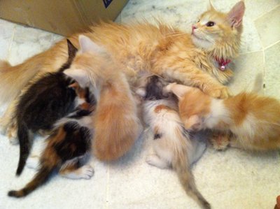 Anak-anak Princess - Maine Coon + Persian Cat