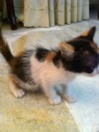 anak keempat..betina..calico (putih, oren & hitam)..