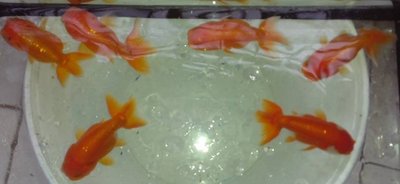 Ranchu - Goldfish Fish