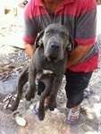 Neopoliton Mastiff Mix Fila Brasile - Neapolitan Mastiff + Fila Brasileiro Dog