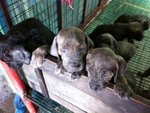 Neopoliton Mastiff Mix Fila Brasile - Neapolitan Mastiff + Fila Brasileiro Dog