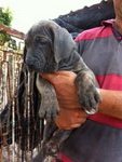 Neopoliton Mastiff Mix Fila Brasile - Neapolitan Mastiff + Fila Brasileiro Dog