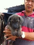 Neopoliton Mastiff Mix Fila Brasile - Neapolitan Mastiff + Fila Brasileiro Dog