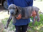 Neopoliton Mastiff Mix Fila Brasile - Neapolitan Mastiff + Fila Brasileiro Dog