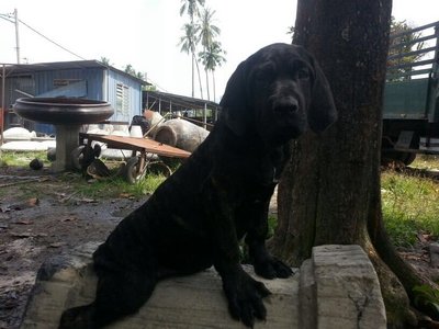 Neopoliton Mastiff Mix Fila Brasile - Neapolitan Mastiff + Fila Brasileiro Dog