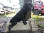 Neopoliton Mastiff Mix Fila Brasile - Neapolitan Mastiff + Fila Brasileiro Dog