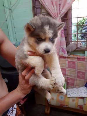 Fully Imported Wooly Husky  - Siberian Husky Dog