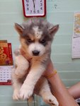 Fully Imported Wooly Husky  - Siberian Husky Dog