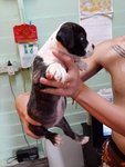 Imported Thai American Bully Puppy  - Pit Bull Terrier Dog