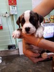 Imported Thai American Bully Puppy  - Pit Bull Terrier Dog