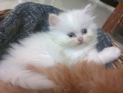 Shiny - Persian + Domestic Long Hair Cat