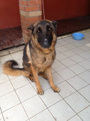 Max Liew - German Shepherd Dog Dog