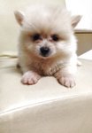 White Teddy Bear Pomeranian - Pomeranian Dog