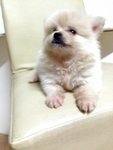 White Teddy Bear Pomeranian - Pomeranian Dog