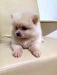 White Teddy Bear Pomeranian - Pomeranian Dog