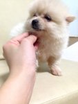 White Teddy Bear Pomeranian - Pomeranian Dog