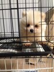 White Teddy Bear Pomeranian - Pomeranian Dog