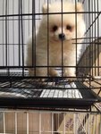 White Teddy Bear Pomeranian - Pomeranian Dog