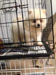 White Teddy Bear Pomeranian - Pomeranian Dog