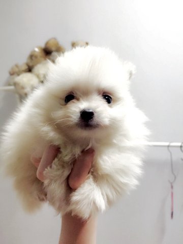 White Teddy Bear Pomeranian - Pomeranian Dog