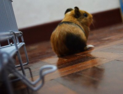 Paris And Google - Guinea Pig Small & Furry