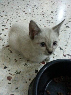 Kutti - Domestic Short Hair Cat