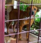 Jojo - Mixed Breed Dog