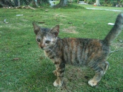  Cici - Bengal + Domestic Short Hair Cat