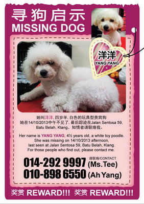 Yang Yang  - Poodle Dog