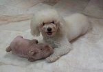 Yang Yang  - Poodle Dog