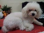 Yang Yang  - Poodle Dog