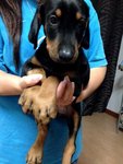 Doberman Big Bone Structure - Doberman Pinscher Dog