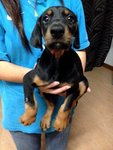 Doberman Big Bone Structure - Doberman Pinscher Dog