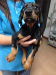 Doberman Big Bone Structure - Doberman Pinscher Dog