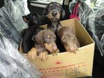 Doberman Big Bone Structure - Doberman Pinscher Dog