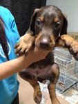 Doberman Big Bone Structure - Doberman Pinscher Dog