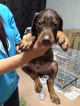 Doberman Big Bone Structure - Doberman Pinscher Dog