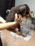 Doberman Big Bone Structure - Doberman Pinscher Dog