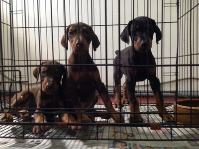 Doberman Big Bone Structure - Doberman Pinscher Dog