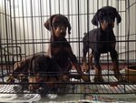 Doberman Big Bone Structure - Doberman Pinscher Dog