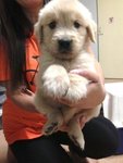 Quality Golden Retriever For Sale   - Golden Retriever Dog