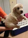 Quality Golden Retriever For Sale   - Golden Retriever Dog