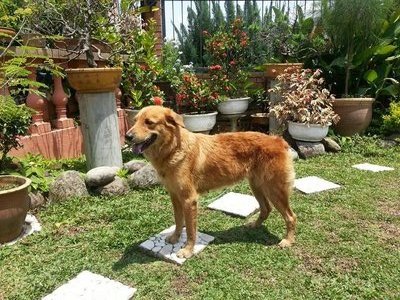 Cherry  - Golden Retriever Mix Dog