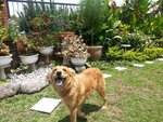 Cherry  - Golden Retriever Mix Dog