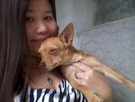 Miniature Pinscher - Tinkerbell - German Pinscher Dog