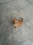 Miniature Pinscher - Tinkerbell - German Pinscher Dog