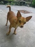 Miniature Pinscher - Tinkerbell - German Pinscher Dog