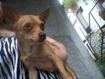 Miniature Pinscher - Tinkerbell - German Pinscher Dog