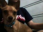 Miniature Pinscher - Tinkerbell - German Pinscher Dog