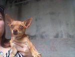 Miniature Pinscher - Tinkerbell - German Pinscher Dog